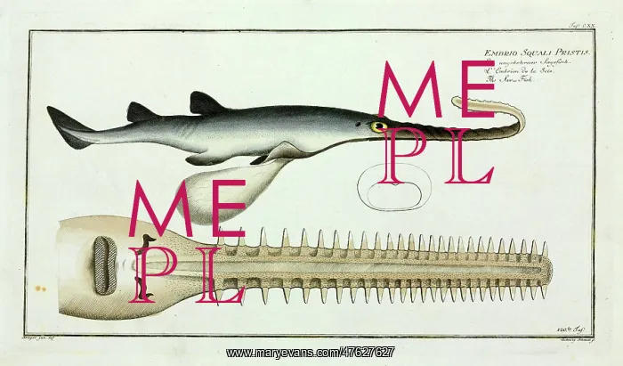  : Embrio squali pristis or The Saw fish