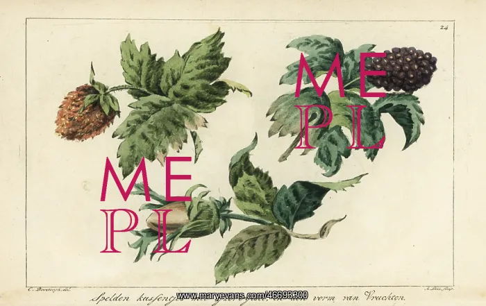 : Embroidery patterns for fruits, berries and acorns : Embroidery patterns for fruits, berries and acorns
