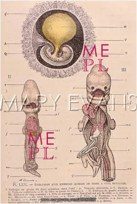 : EMBRYO AT 3, 4, 5 WEEKS : EMBRYO AT 3, 4, 5 WEEKS