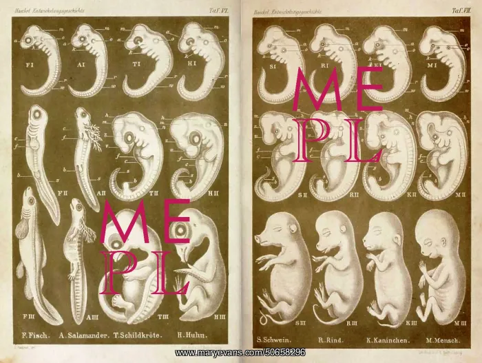 : Embryo Drawings, Ernst Haeckel, 1874 : Embryo Drawings, Ernst Haeckel, 1874
