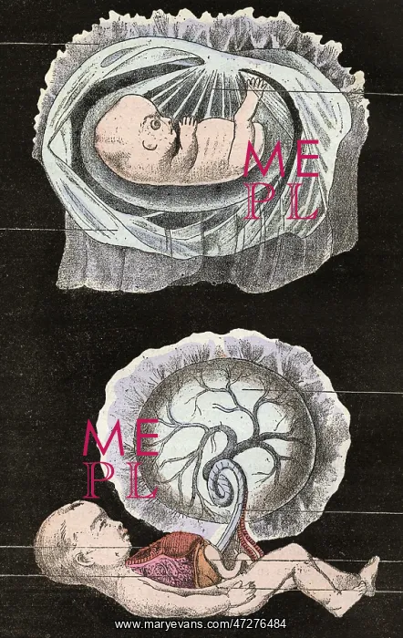: EMBRYO, FINAL STAGES : EMBRYO, FINAL STAGES