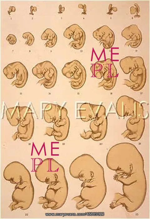  : EMBRYO TO FOETUS