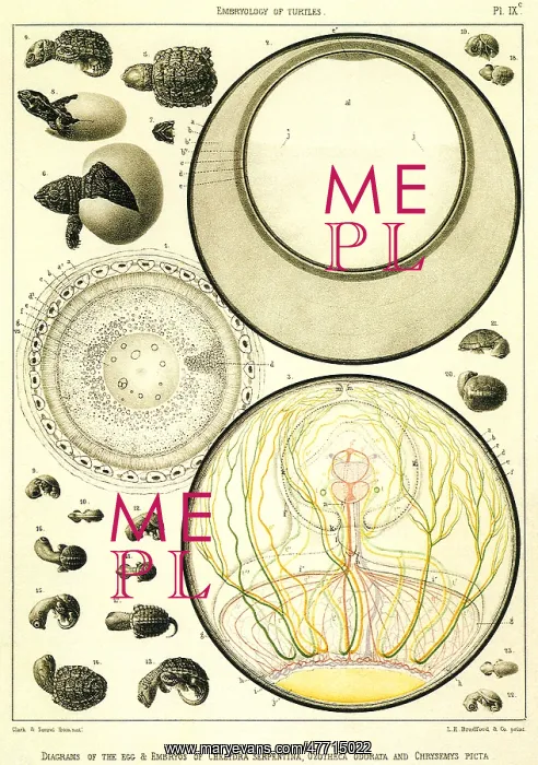  : Embryonic Turtle Life