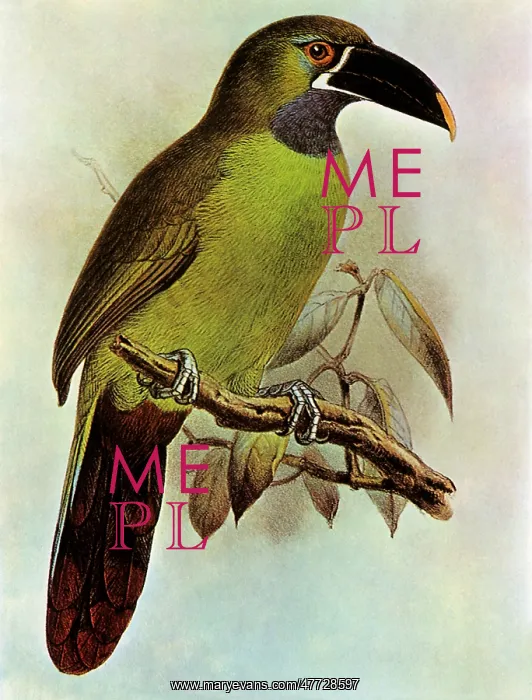 : Emerald Toucanet, Aulacorhynchus prasinus : Emerald Toucanet, Aulacorhynchus prasinus