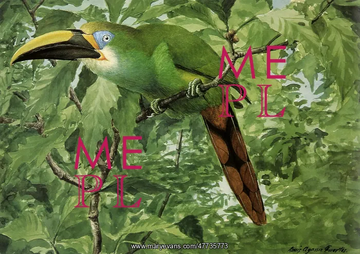 : Emerald Toucanet, Aulacorhynchus prasinus : Emerald Toucanet, Aulacorhynchus prasinus
