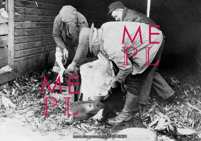 : Emergency slaughter during the Great Depression, 1933 : Emergency slaughter during the Great Depression, 1933