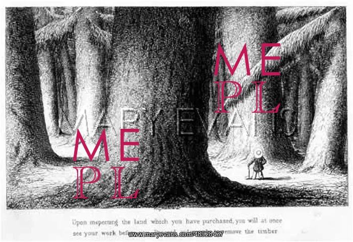 : EMIGRATION / BIG TREES : EMIGRATION / BIG TREES