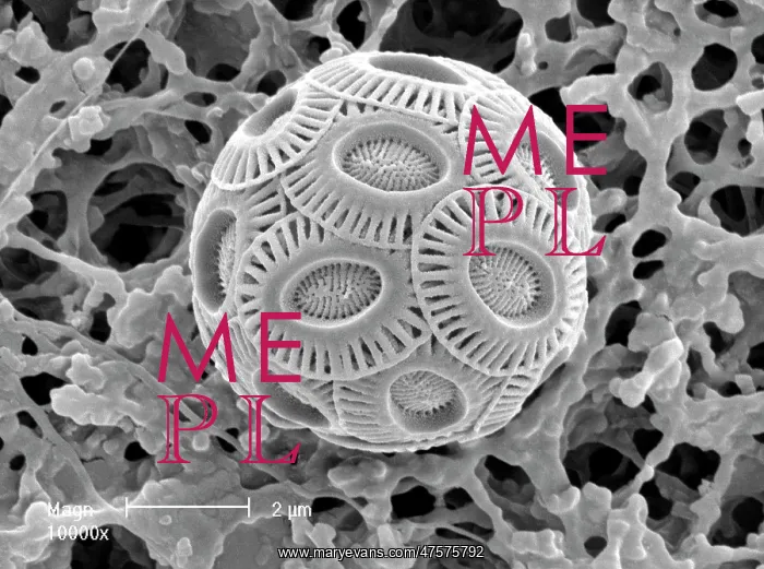 : Emiliana huxleyi, coccolith : Emiliana huxleyi, coccolith