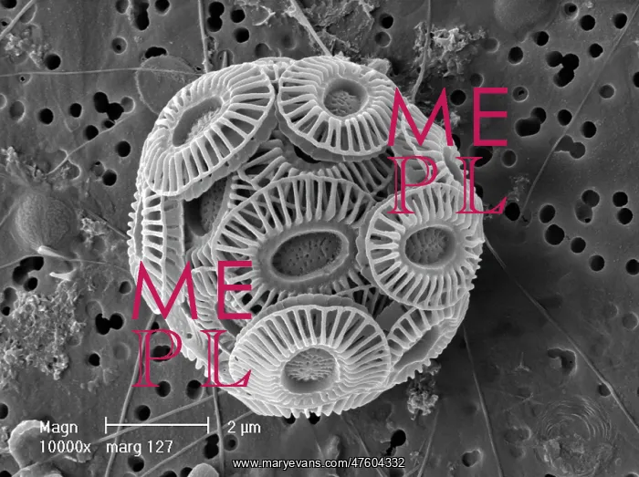 : Emiliania huxleyi : Emiliania huxleyi