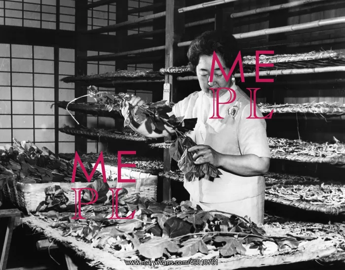 : Emperor Hirohito : Emperor Hirohito