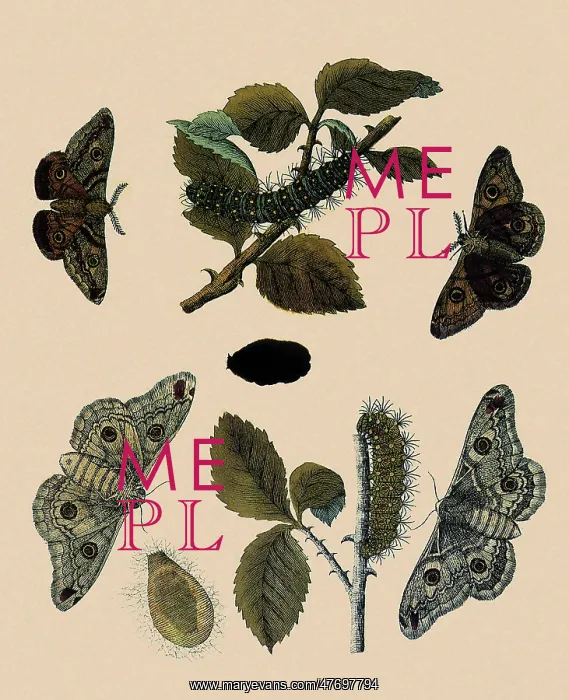 : Emperor Moth : Emperor Moth