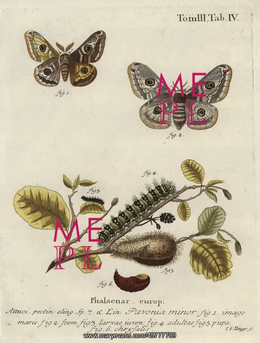 : Emperor moth, Saturnia pavonia : Emperor moth, Saturnia pavonia