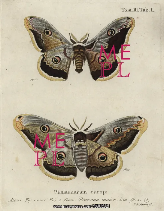 : Emperor moth, Saturnia pavonia : Emperor moth, Saturnia pavonia