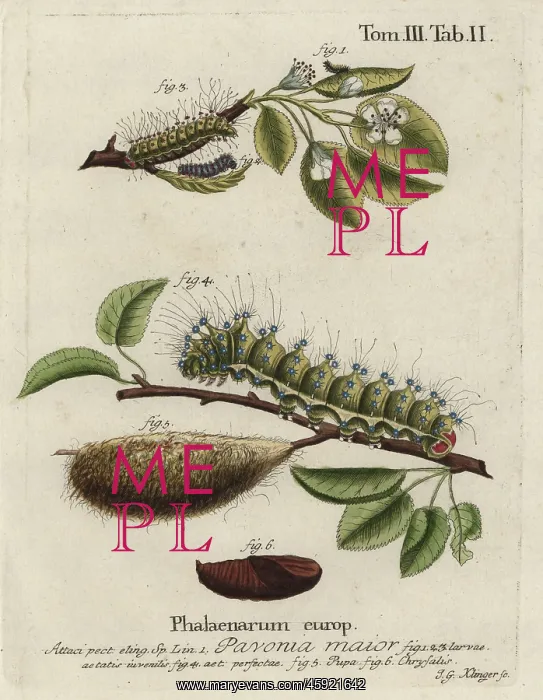 : Emperor moth, Saturnia pavonia, larva, pupa, chrysalis : Emperor moth, Saturnia pavonia, larva, pupa, chrysalis