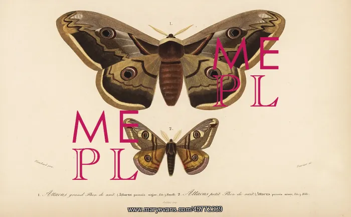 : Emperor moths : Emperor moths