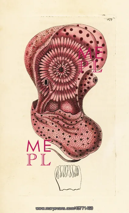 : Emperor nautilus cephalopod out of its shell : Emperor nautilus cephalopod out of its shell