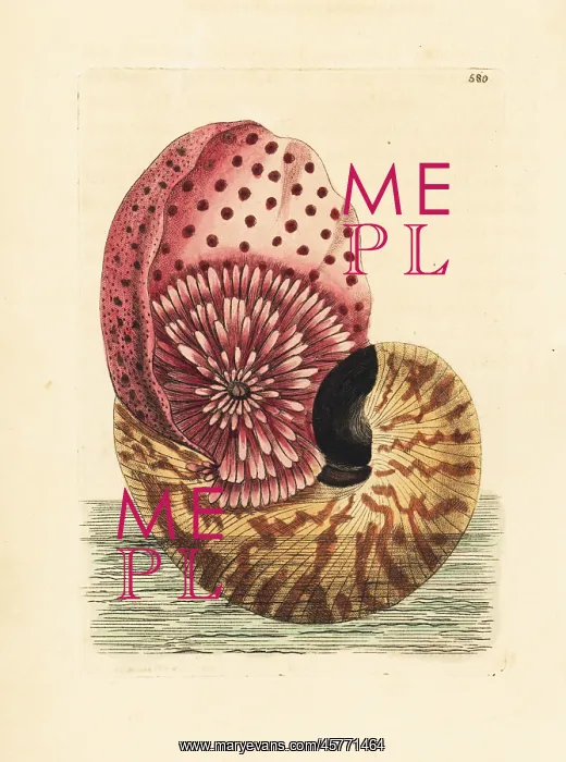 : Emperor nautilus cephalopod in its shell : Emperor nautilus cephalopod in its shell