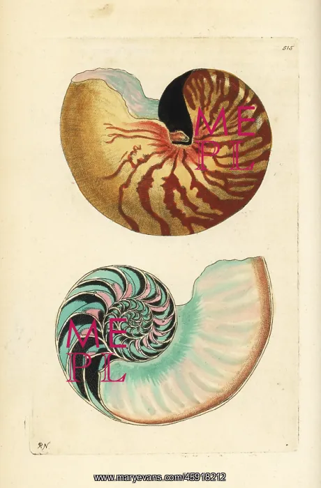 : Emperor nautilus shell, Nautilus pompilius : Emperor nautilus shell, Nautilus pompilius