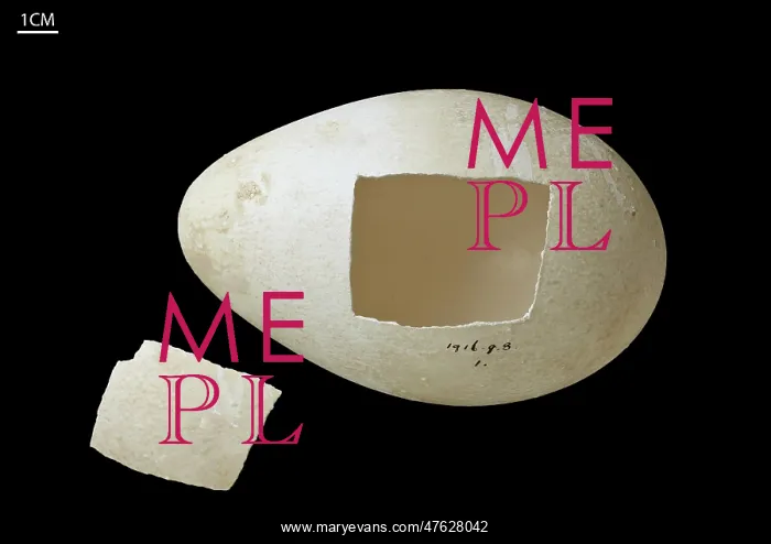 : Emperor penguin egg : Emperor penguin egg