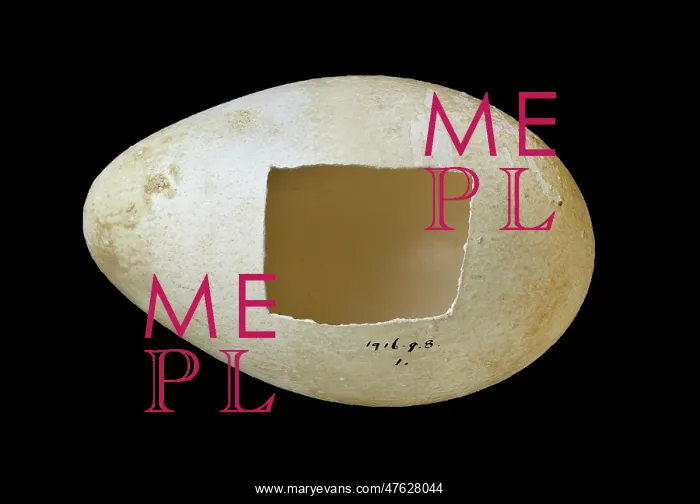  : Emperor penguin egg