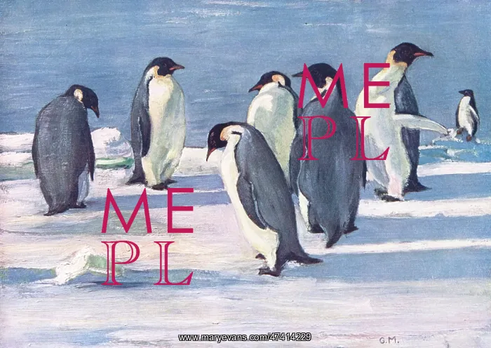 : EMPEROR PENGUINS : EMPEROR PENGUINS
