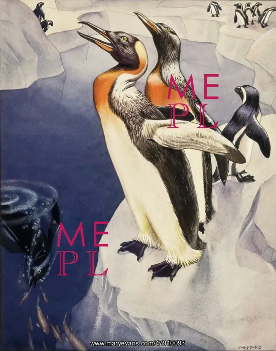 : Emperor Penguins - Antarctica : Emperor Penguins - Antarctica