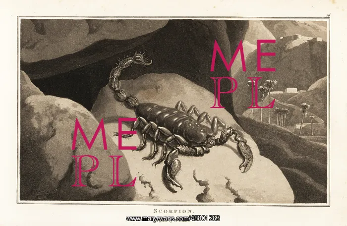 : Emperor scorpion in a mountainous African landscape : Emperor scorpion in a mountainous African landscape