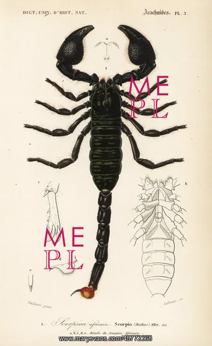 : Emperor scorpion, Pandinus imperator : Emperor scorpion, Pandinus imperator