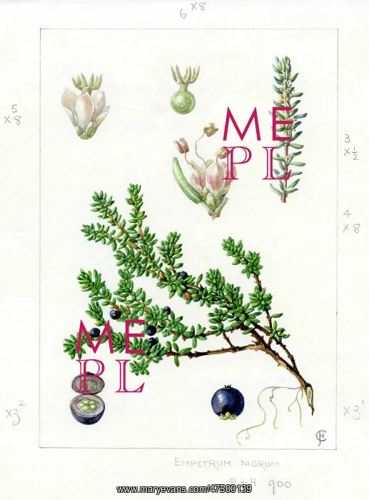 : Empetrum nigrum - crowberry : Empetrum nigrum - crowberry