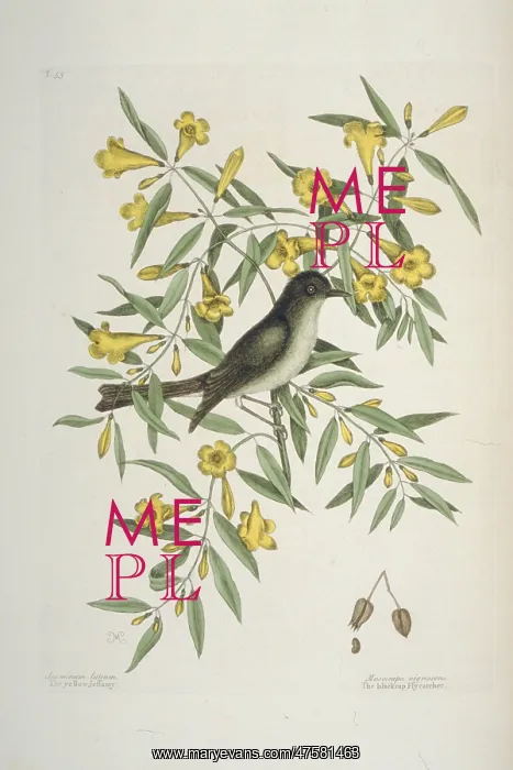 : Empidonax atriceps, black-capped flycatcher : Empidonax atriceps, black-capped flycatcher