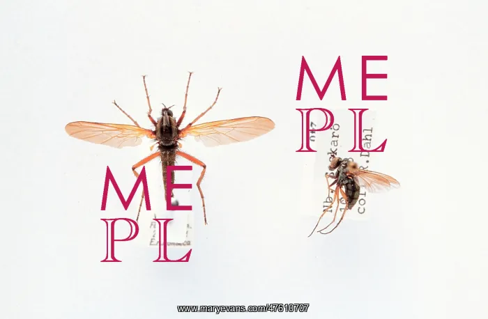 : Empis sp. dance fly : Empis sp. dance fly