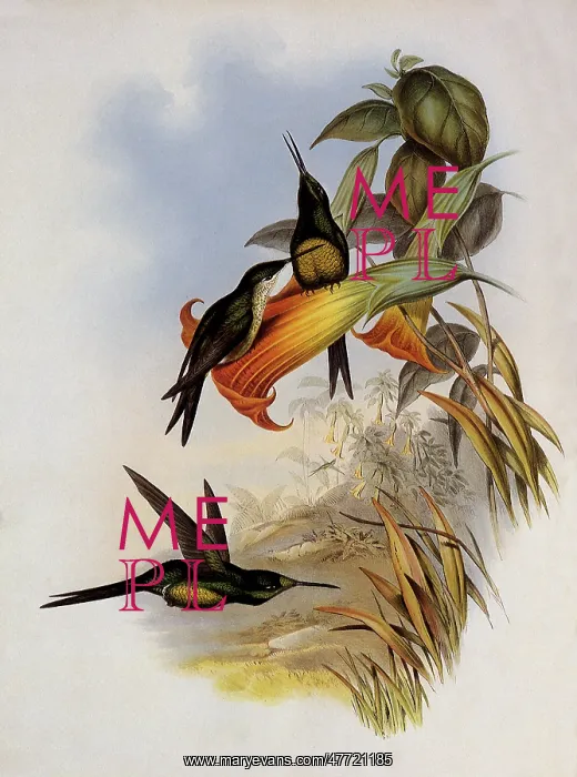  : Empress Hummingbird, Eugenia ImperatriX