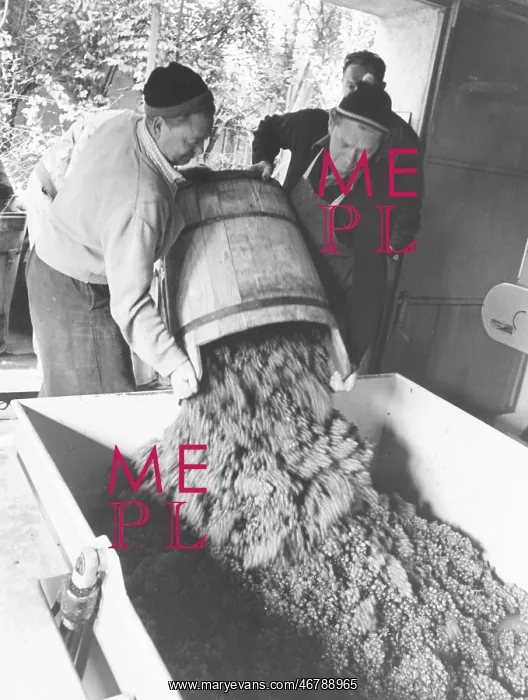 : Emptying a wine butte : Emptying a wine butte