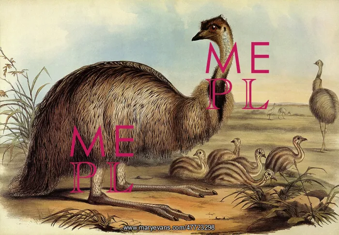: Emu and Chicks, Dromaius novaehollandiae : Emu and Chicks, Dromaius novaehollandiae