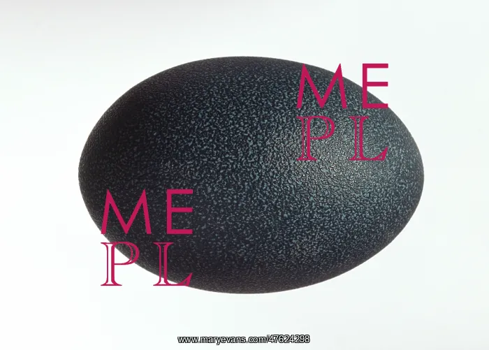 : Emu egg. Fresh emu eggs are a dark turquoise colour : Emu egg. Fresh emu eggs are a dark turquoise colour