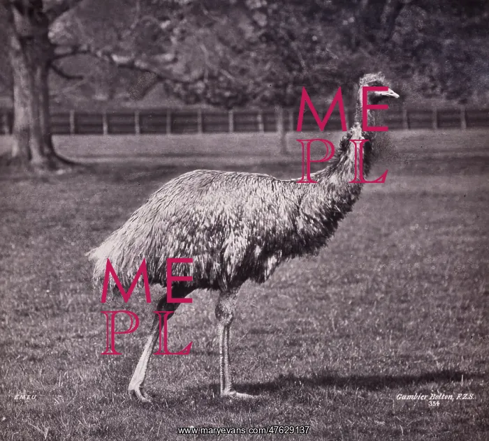 : Emu by Gambier Bolton : Emu by Gambier Bolton