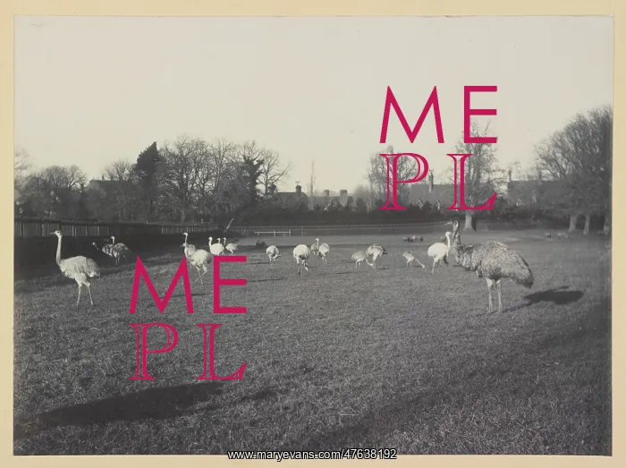: Emu and rheas at Tring Park : Emu and rheas at Tring Park