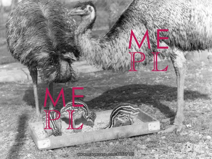  : EMUS AND CHICKS