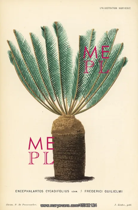 : Encephalartos cycadifolius : Encephalartos cycadifolius