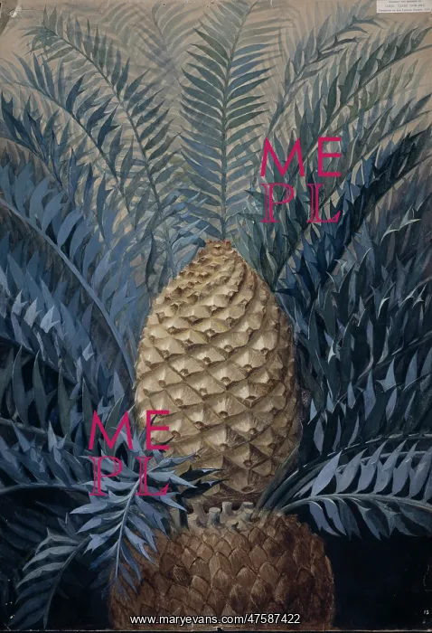 : Encephalartos horridus, Eastern Cape blue cycad : Encephalartos horridus, Eastern Cape blue cycad