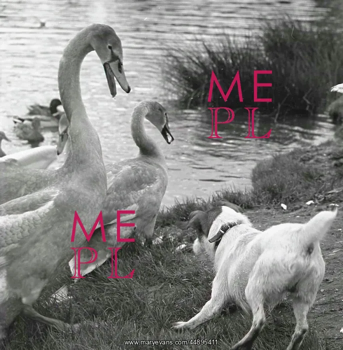: Encounter between a dog and two swans : Encounter between a dog and two swans