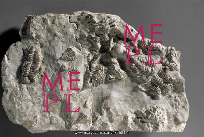 : Encrinurus punctatus, trilobites : Encrinurus punctatus, trilobites