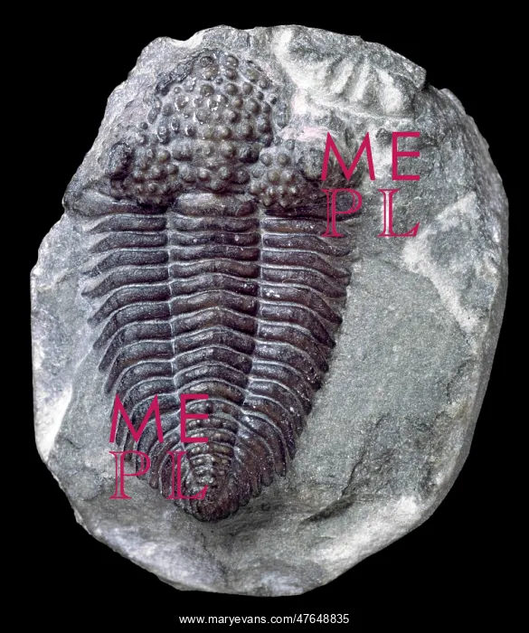 : Encrinurus variolaris, trilobite : Encrinurus variolaris, trilobite
