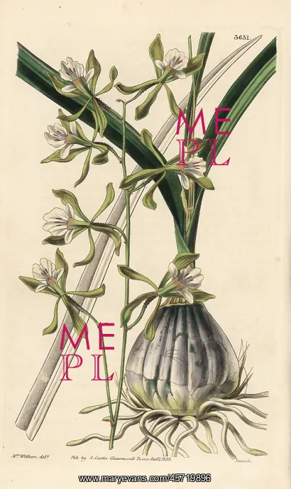 : Encyclia adenocarpa orchid : Encyclia adenocarpa orchid