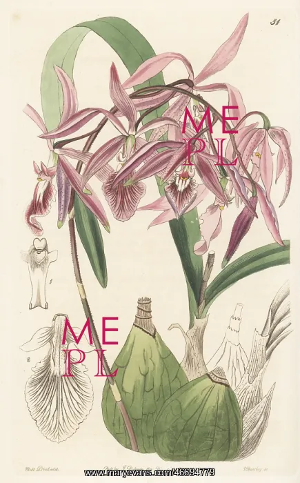 : Encyclia adenocaula orchid : Encyclia adenocaula orchid