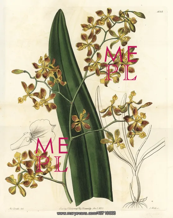 : Encyclia oncidioides orchid : Encyclia oncidioides orchid