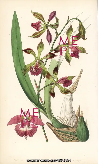 : Encyclia plicata orchid : Encyclia plicata orchid