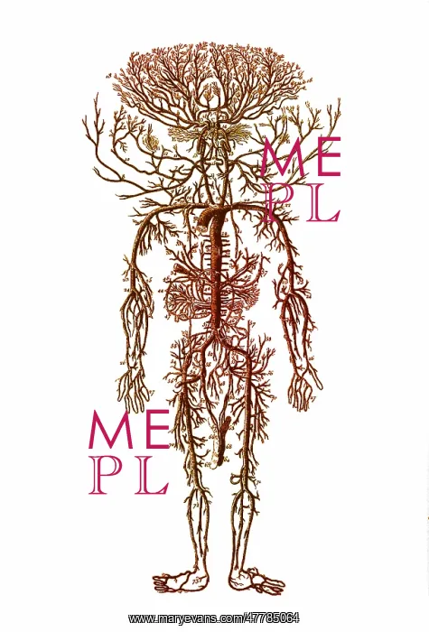 : Encyclopedie, Human Arterial System : Encyclopedie, Human Arterial System