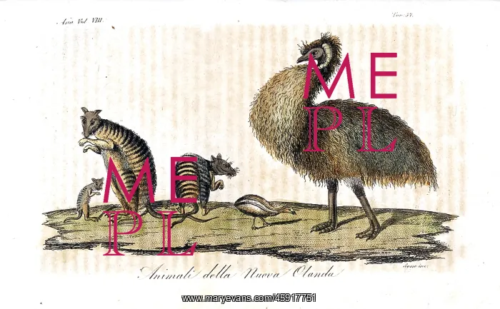 : Endangered banded hare wallabies and extinct : Endangered banded hare wallabies and extinct