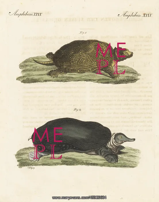 : Endangered Blanding's turtle and Florida softshell turtle : Endangered Blanding's turtle and Florida softshell turtle